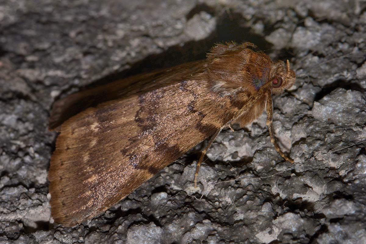 Erebidae - Apopestes spectrum? S